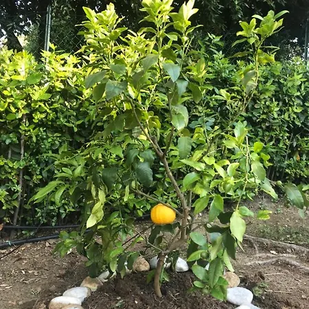 Daniela ベッド・アンド・ブレックファスト 3*