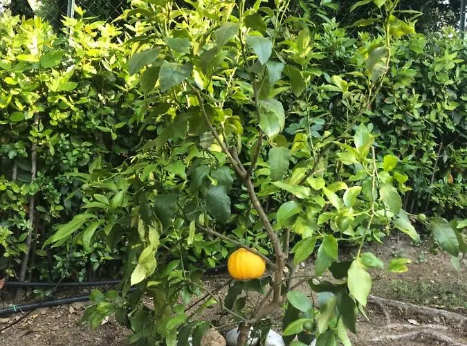 Daniela ベッド・アンド・ブレックファスト 3*